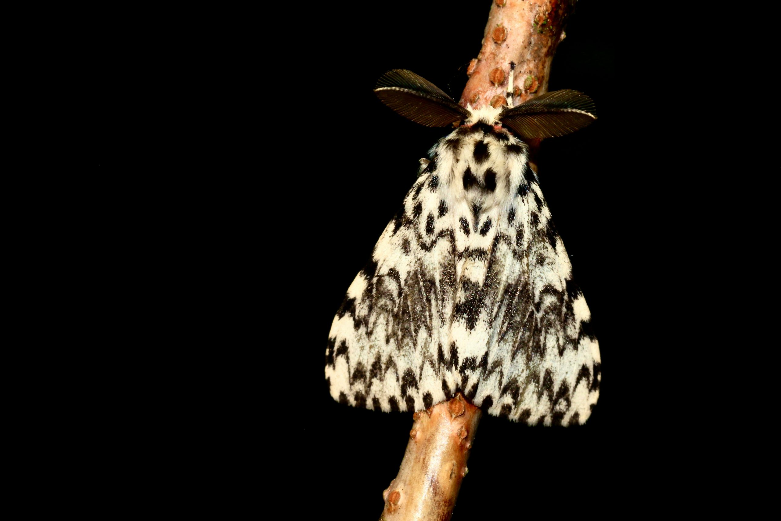 Moth on a branch at night