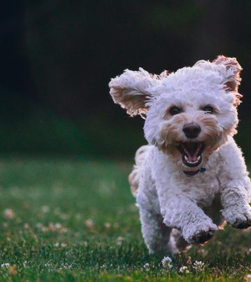 Small dog running through a garden lawn