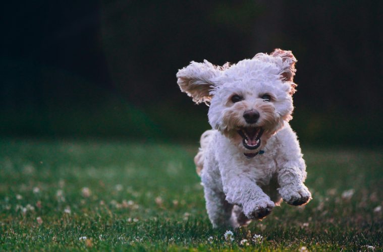 Small dog running through a garden lawn