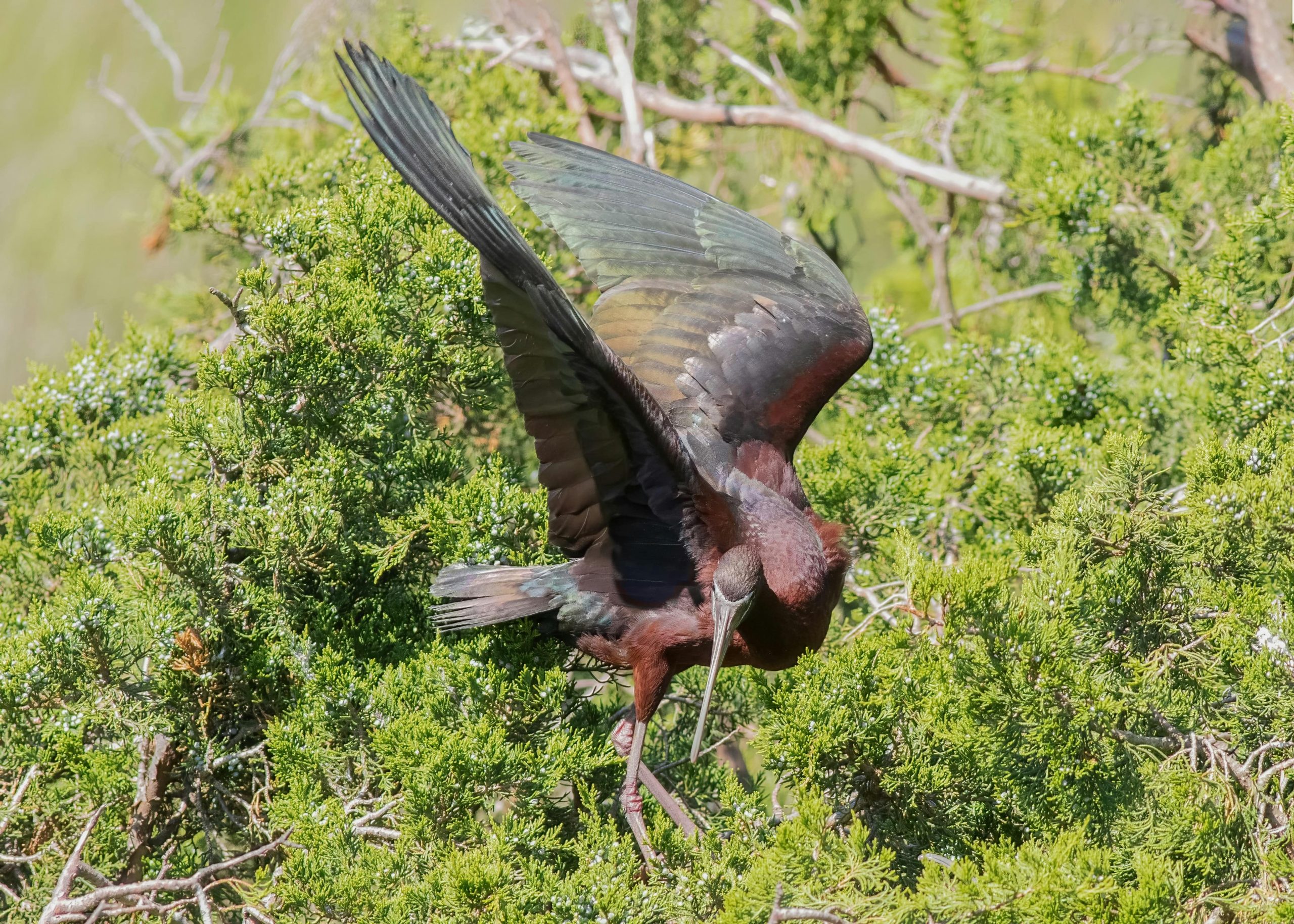 Hadeda ibis