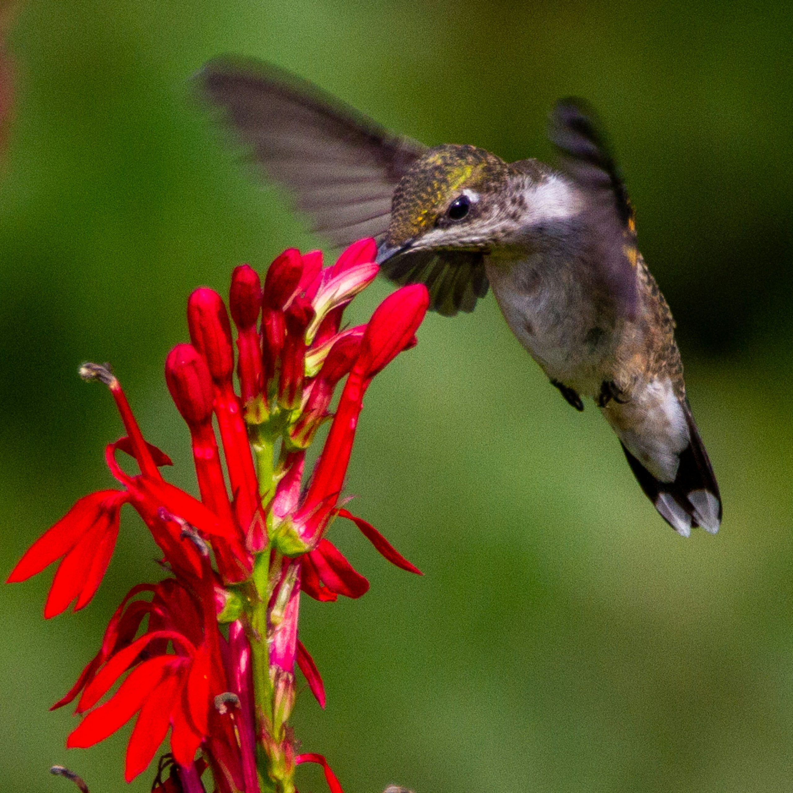 Cardinal flowers