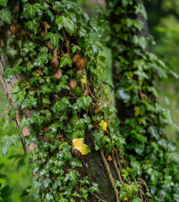 Ivy plant climbing up a tree