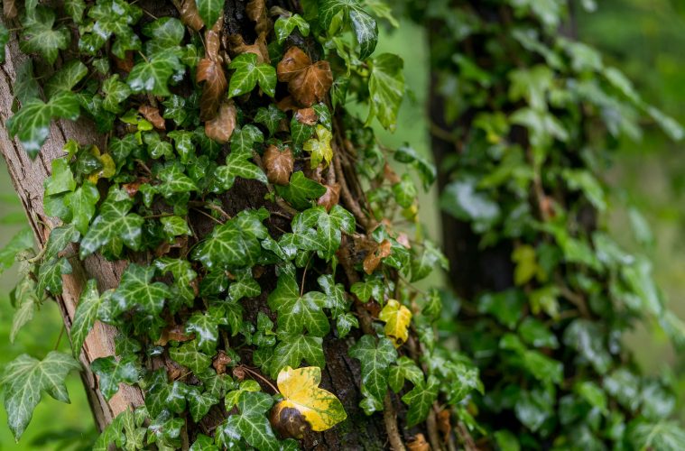 Ivy plant climbing up a tree