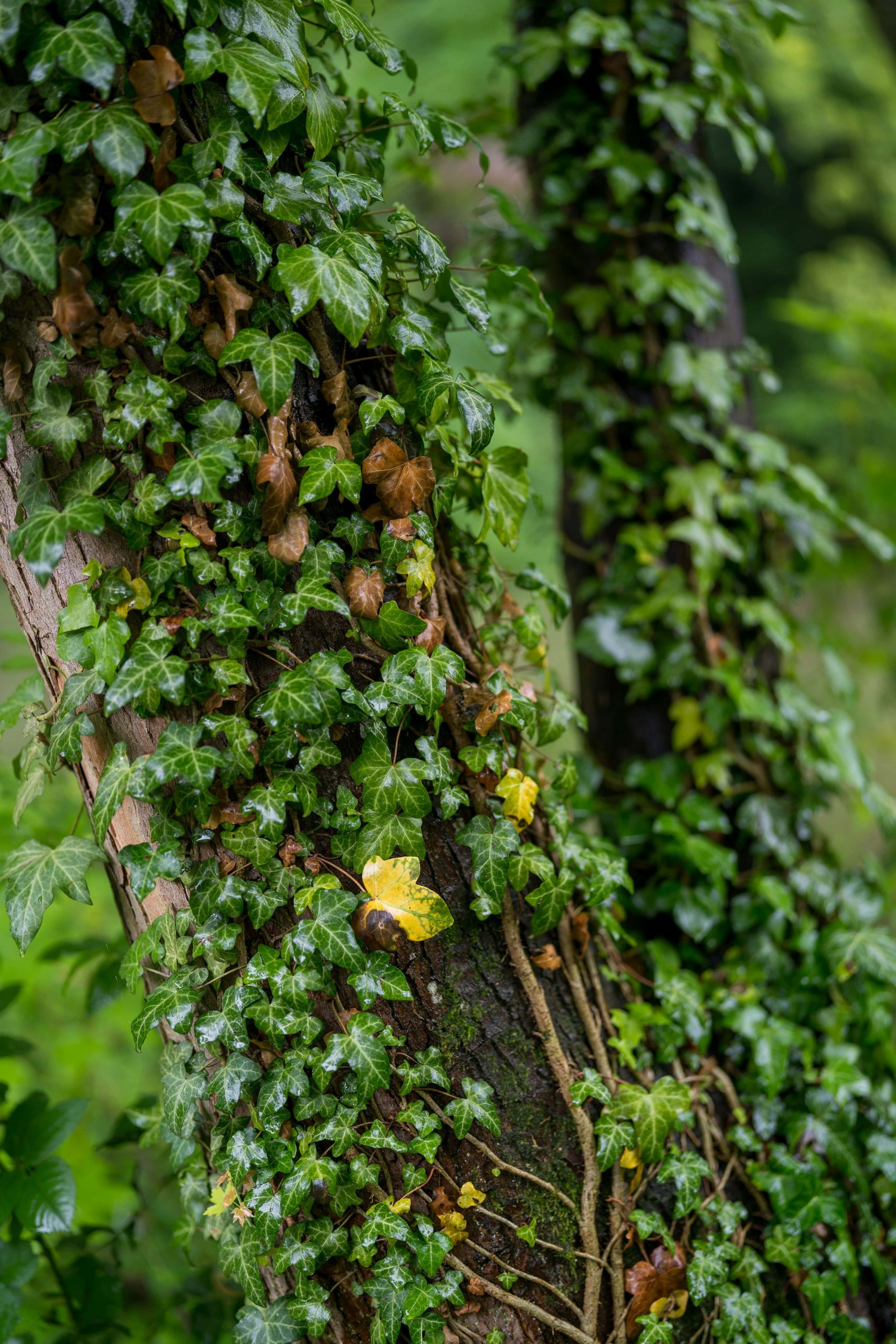 Ivy plant climbing up a tree