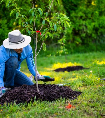 Man planting a tree