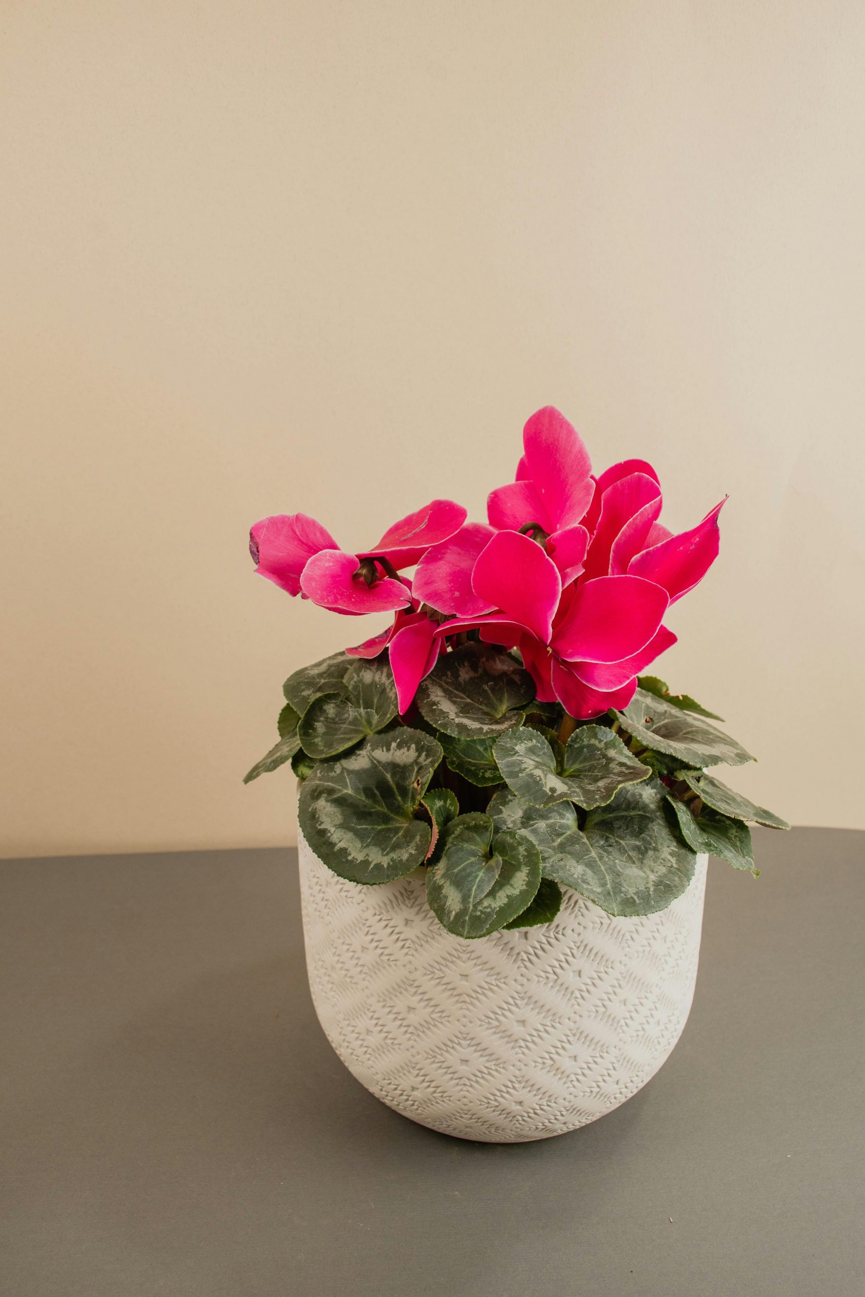 Cyclamen houseplant