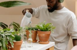 How to avoid overwatering your houseplants