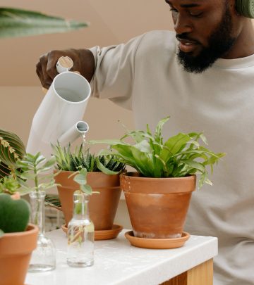 How to avoid overwatering your houseplants