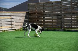 Dog playing in artificial grass