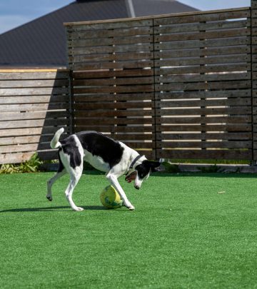 Dog playing in artificial grass