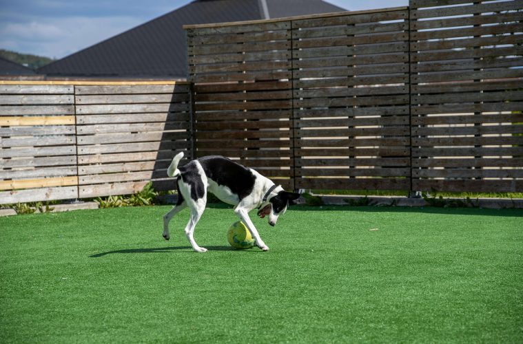 Dog playing in artificial grass