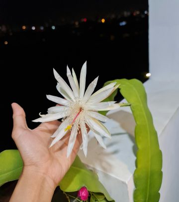 Epiphyllum Oxypetalum, night cactus