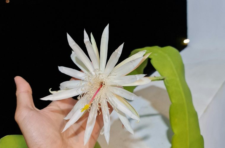 Epiphyllum Oxypetalum, night cactus