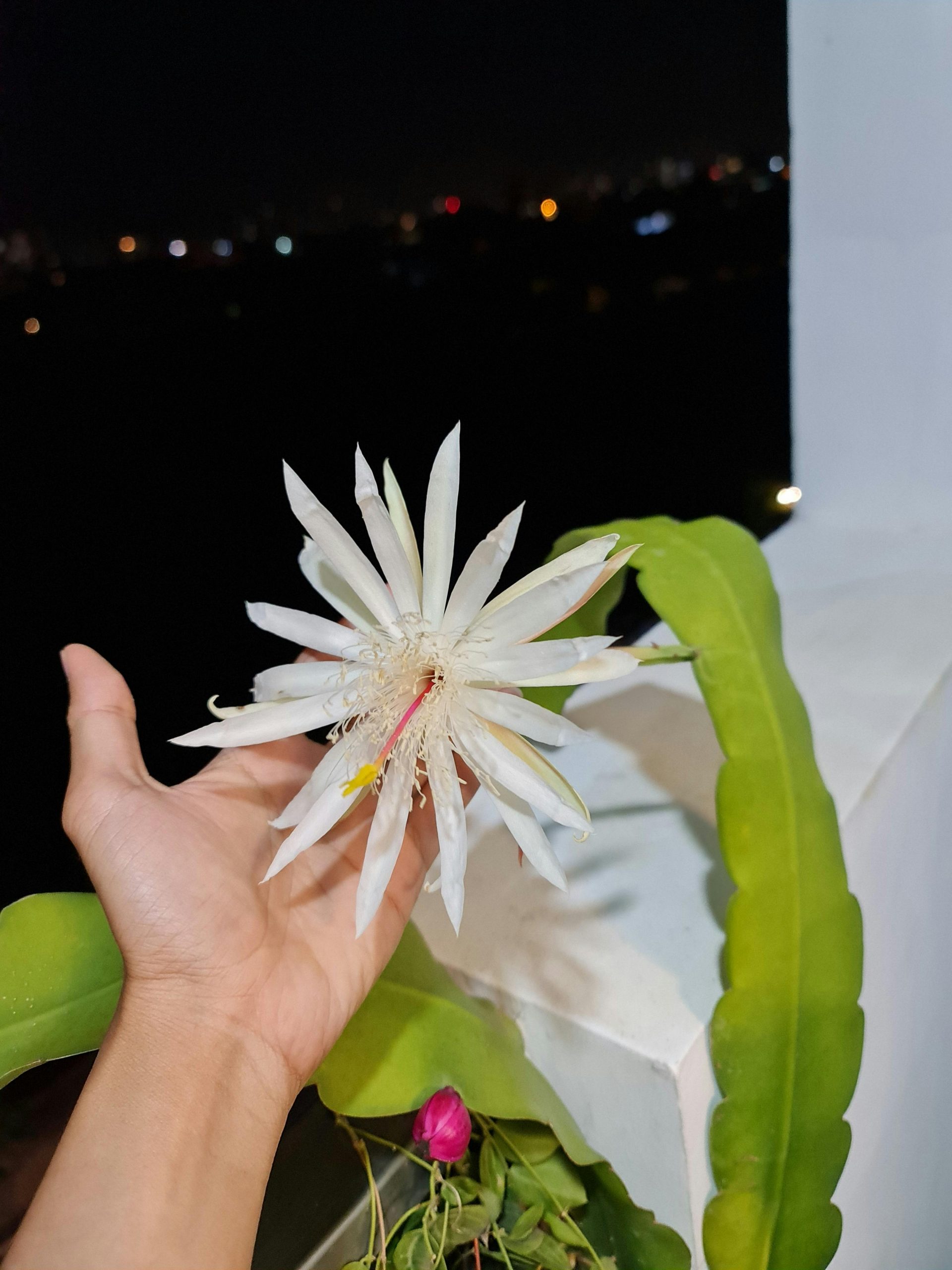 Epiphyllum Oxypetalum, night cactus 