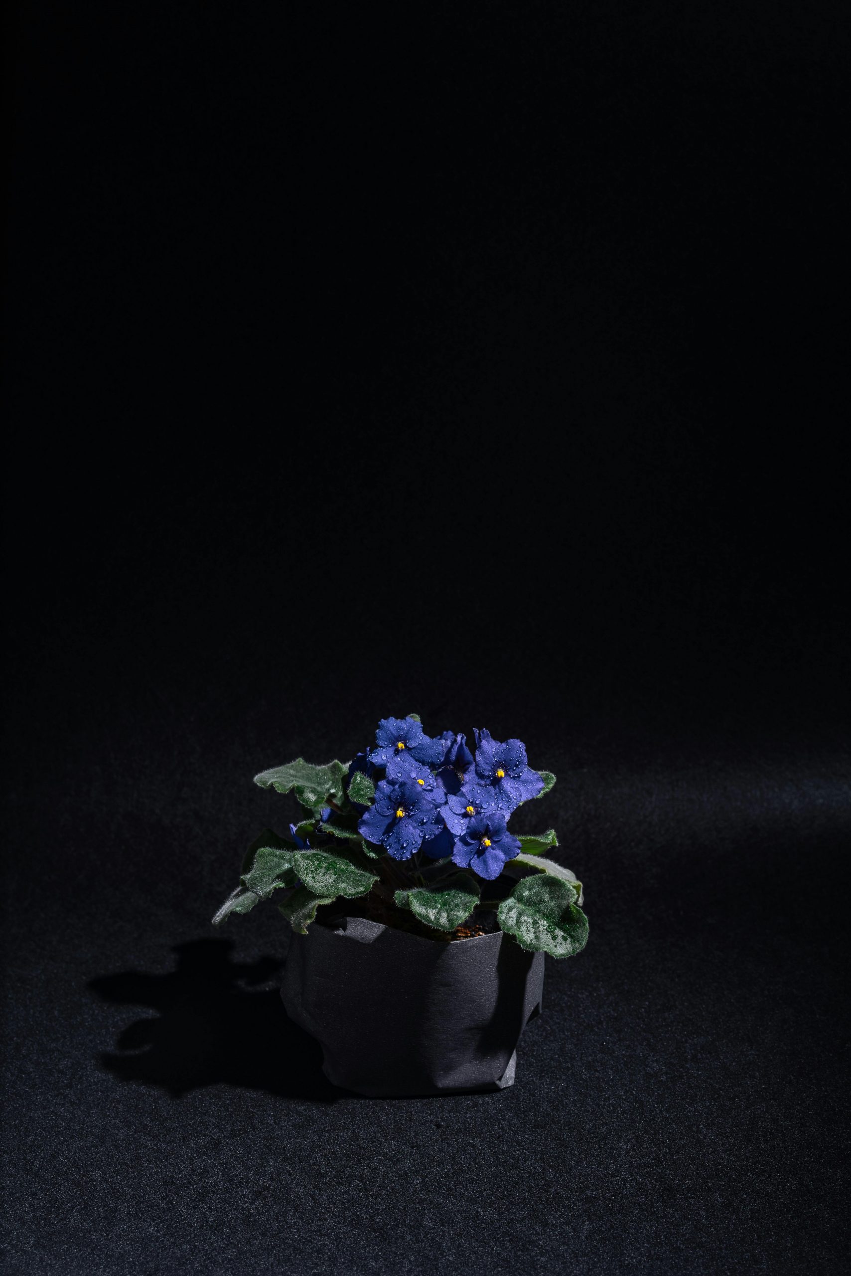 African Violet