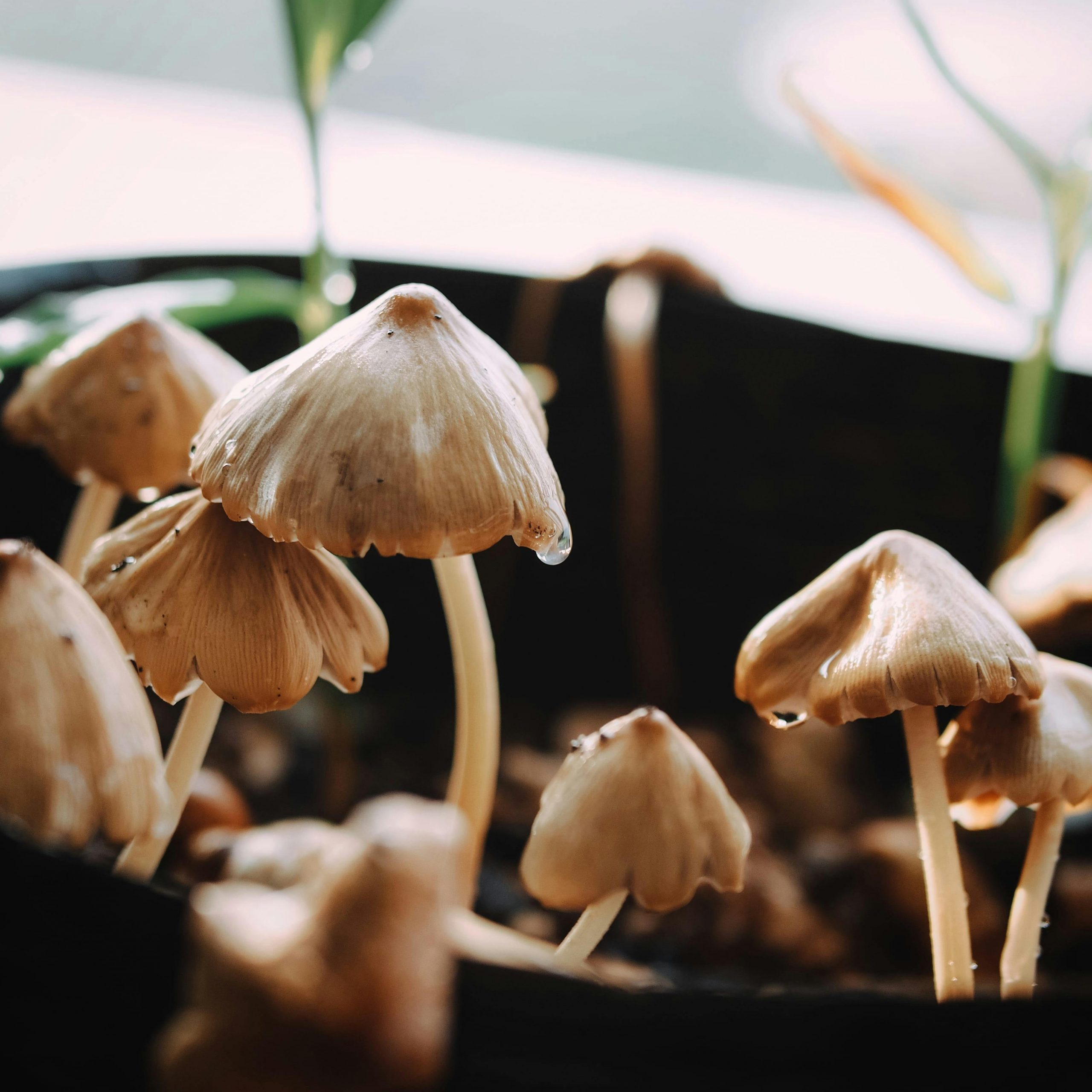 Mushroom indoor growing in pots