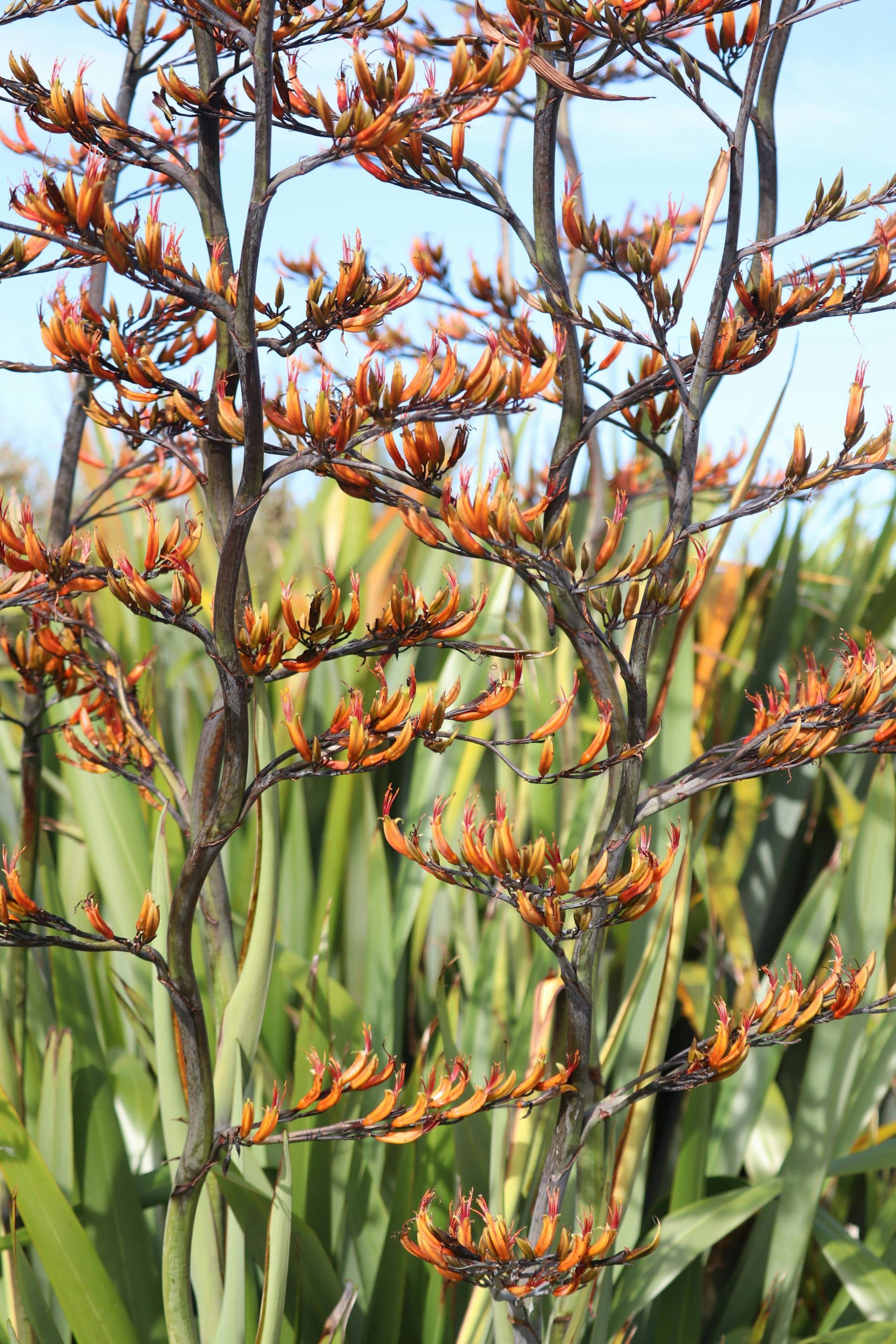 Kangaroo Paw, Australian native plant