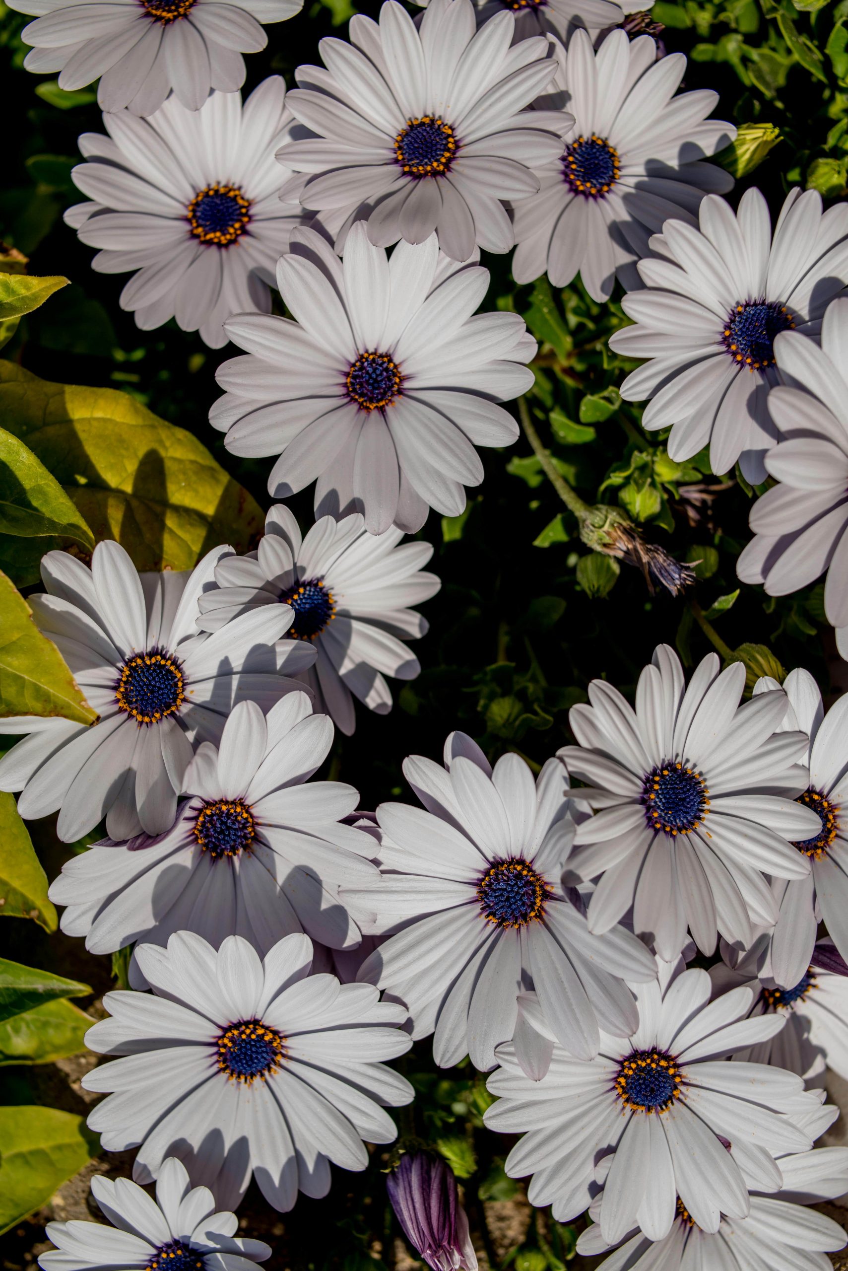 African daisy plants