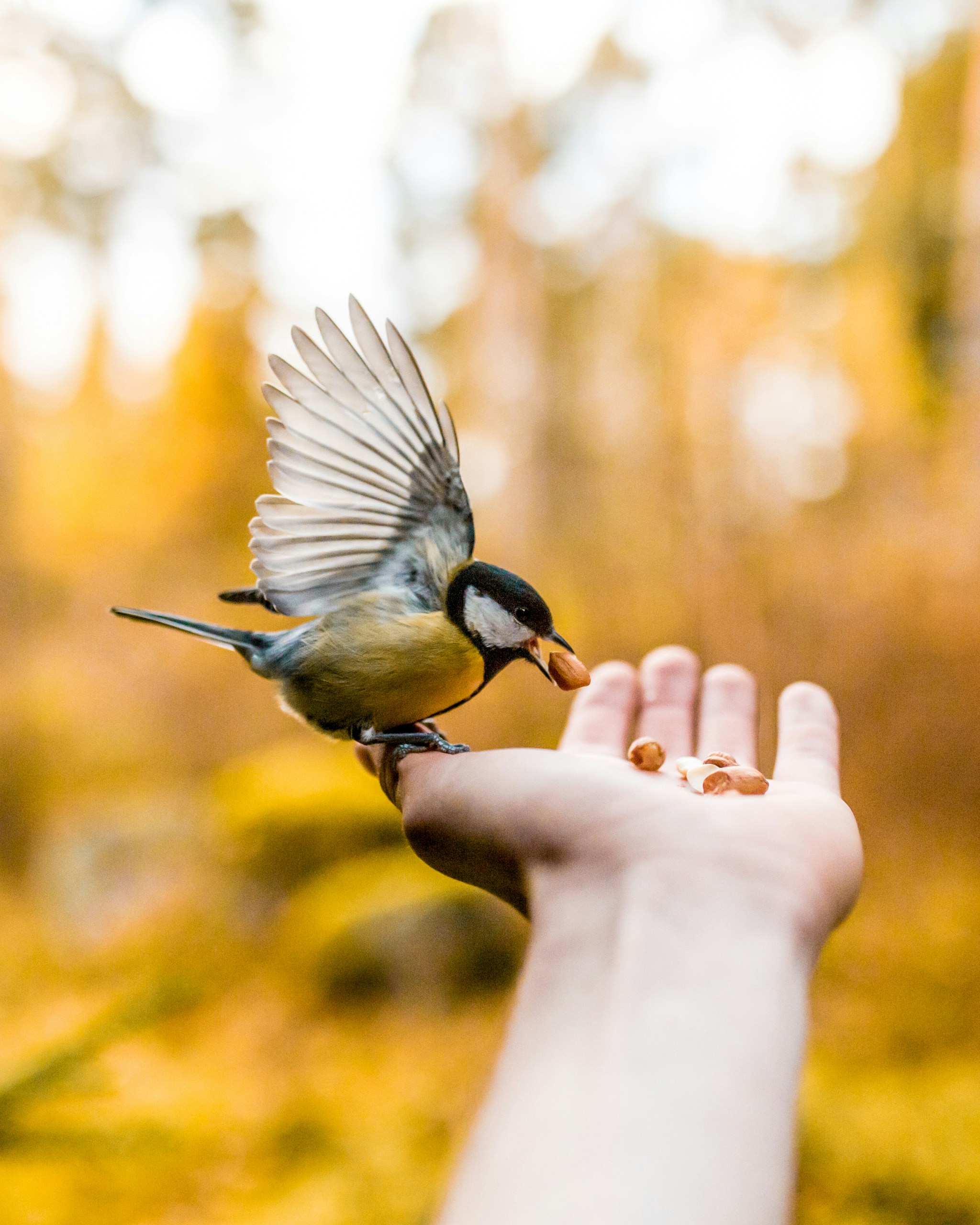 Bird eating seed nuts 