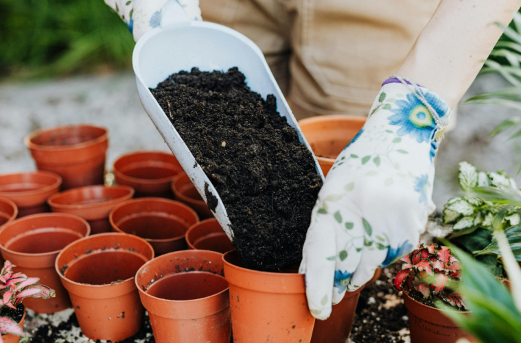 Container gardening in Autumn