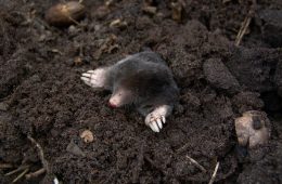 Getting rid of moles in your garden