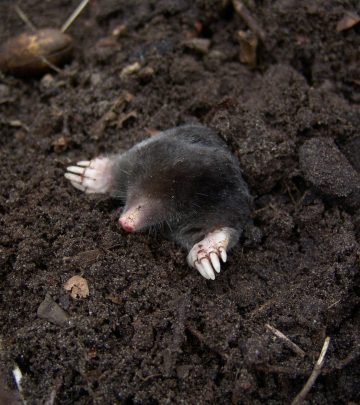 Getting rid of moles in your garden