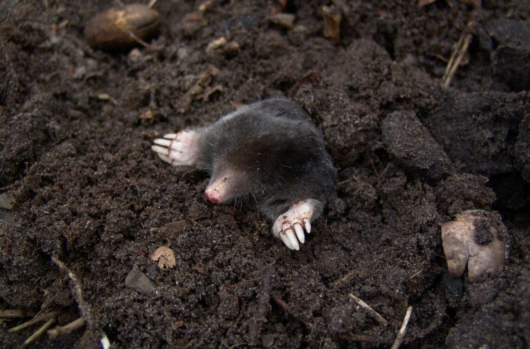 Getting rid of moles in your garden