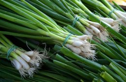 Cultivated lemongrass plants