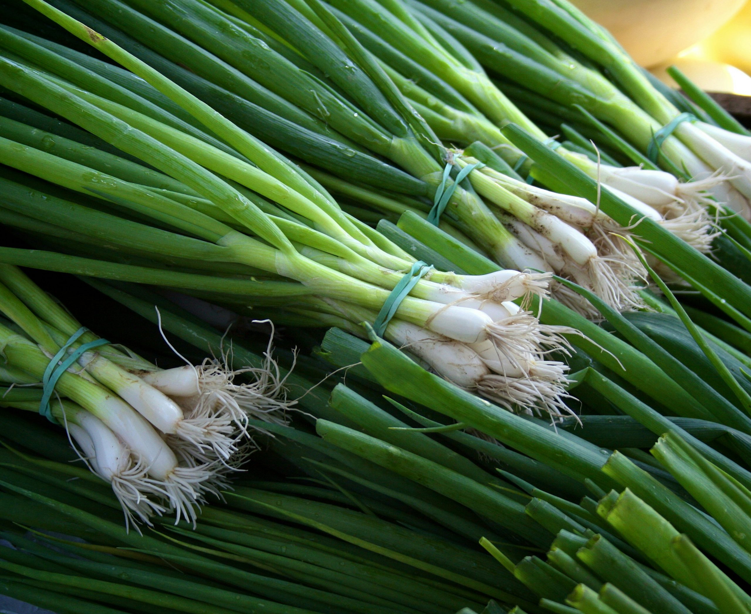 Cultivated lemongrass plants