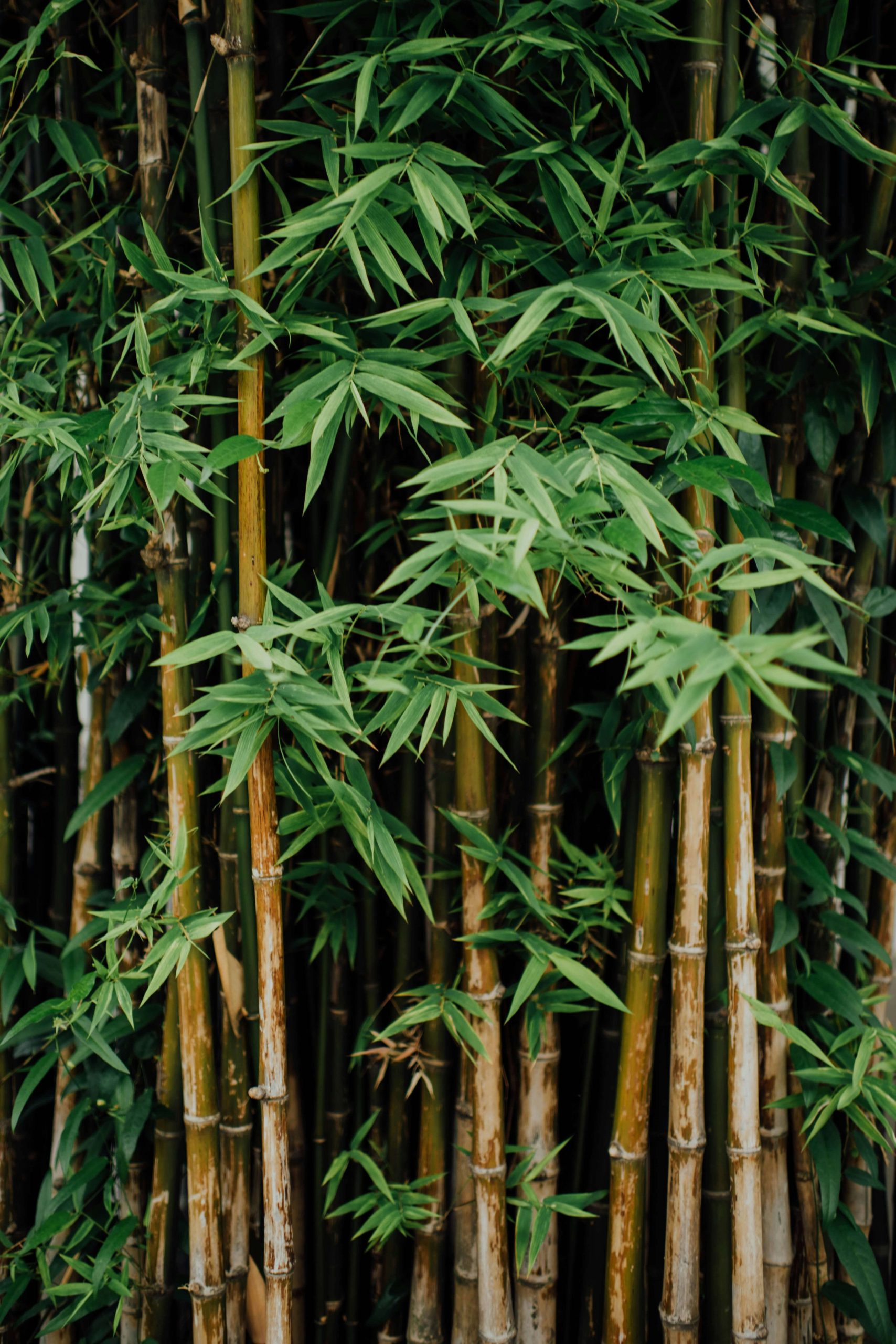 Bamboo evergreen small shrub