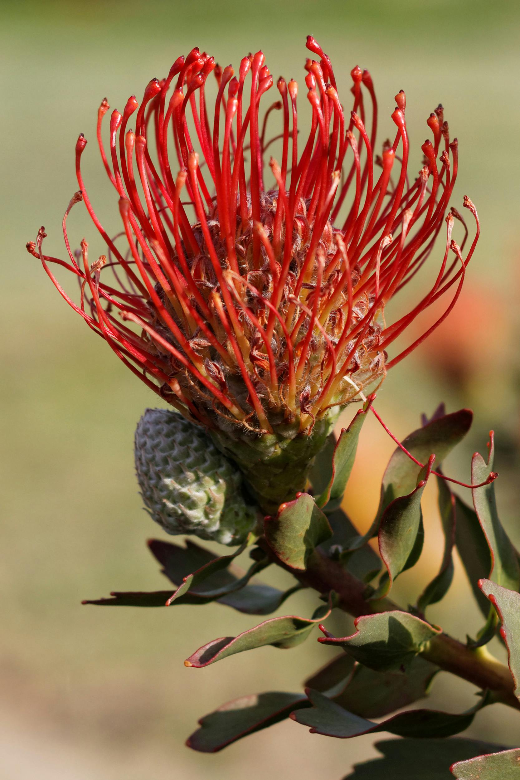 A variety of the Cape fynbos plants 