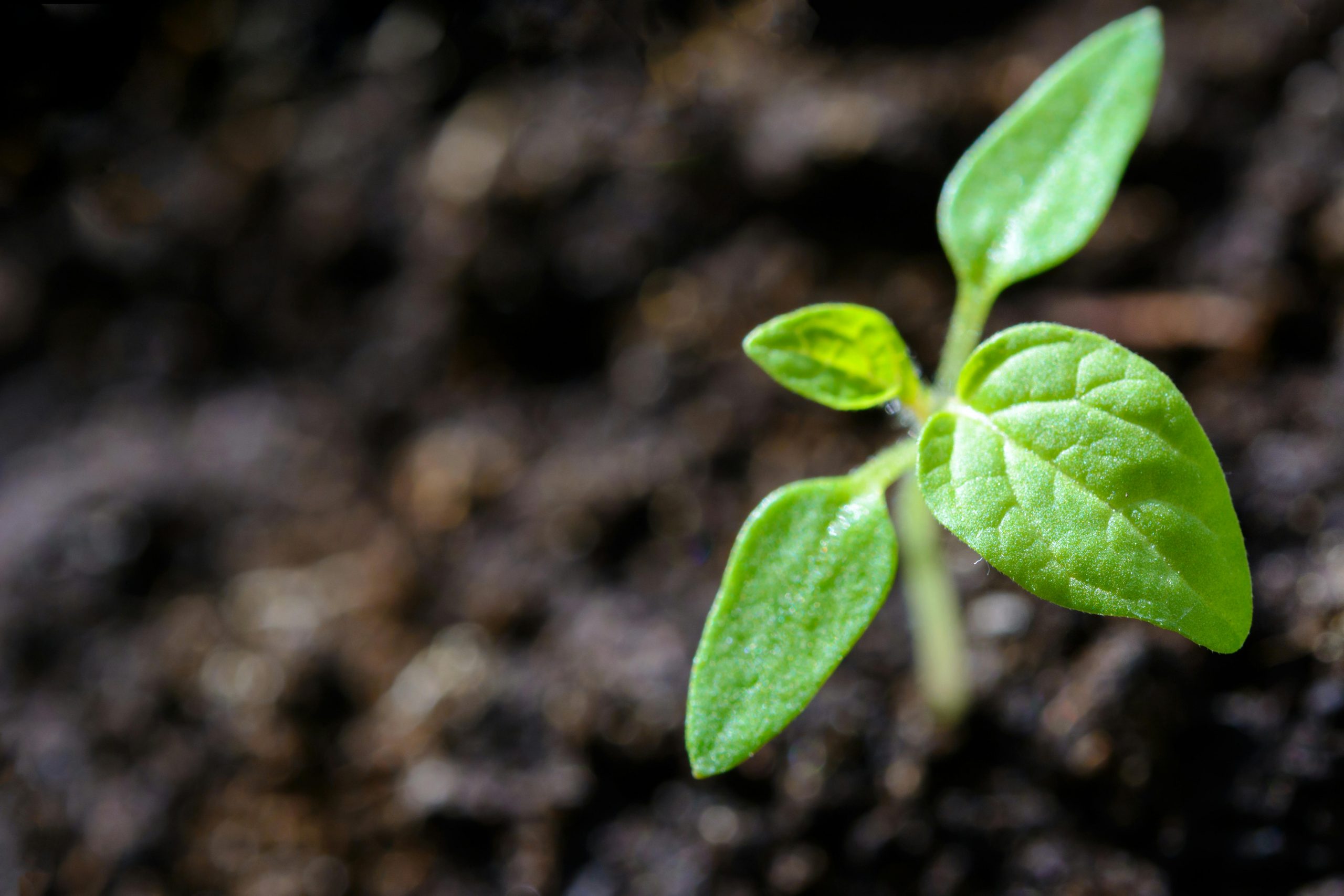 Bean sprout growing on the ground