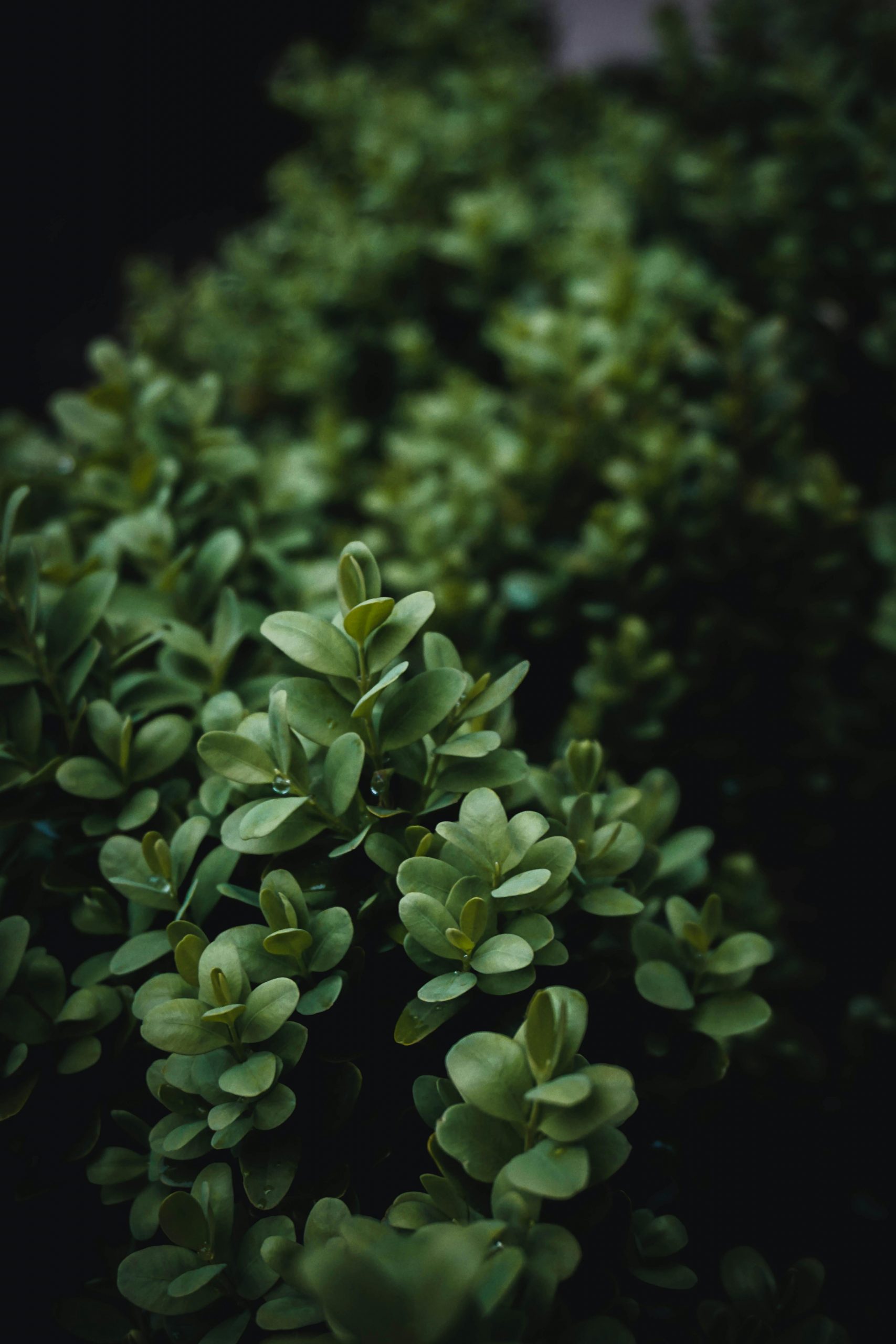 Close up of Boxwood shrubs