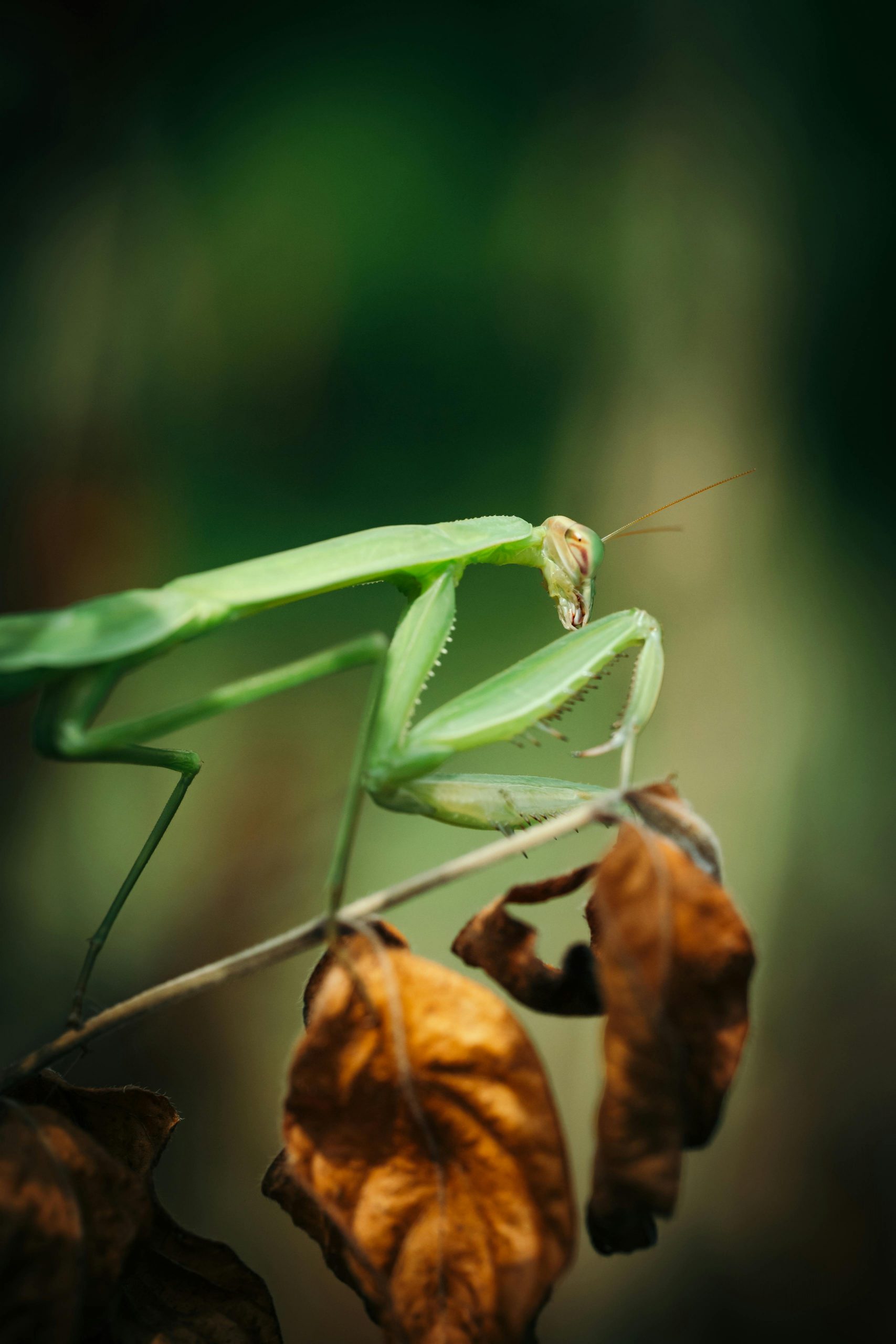 Praying Mantids