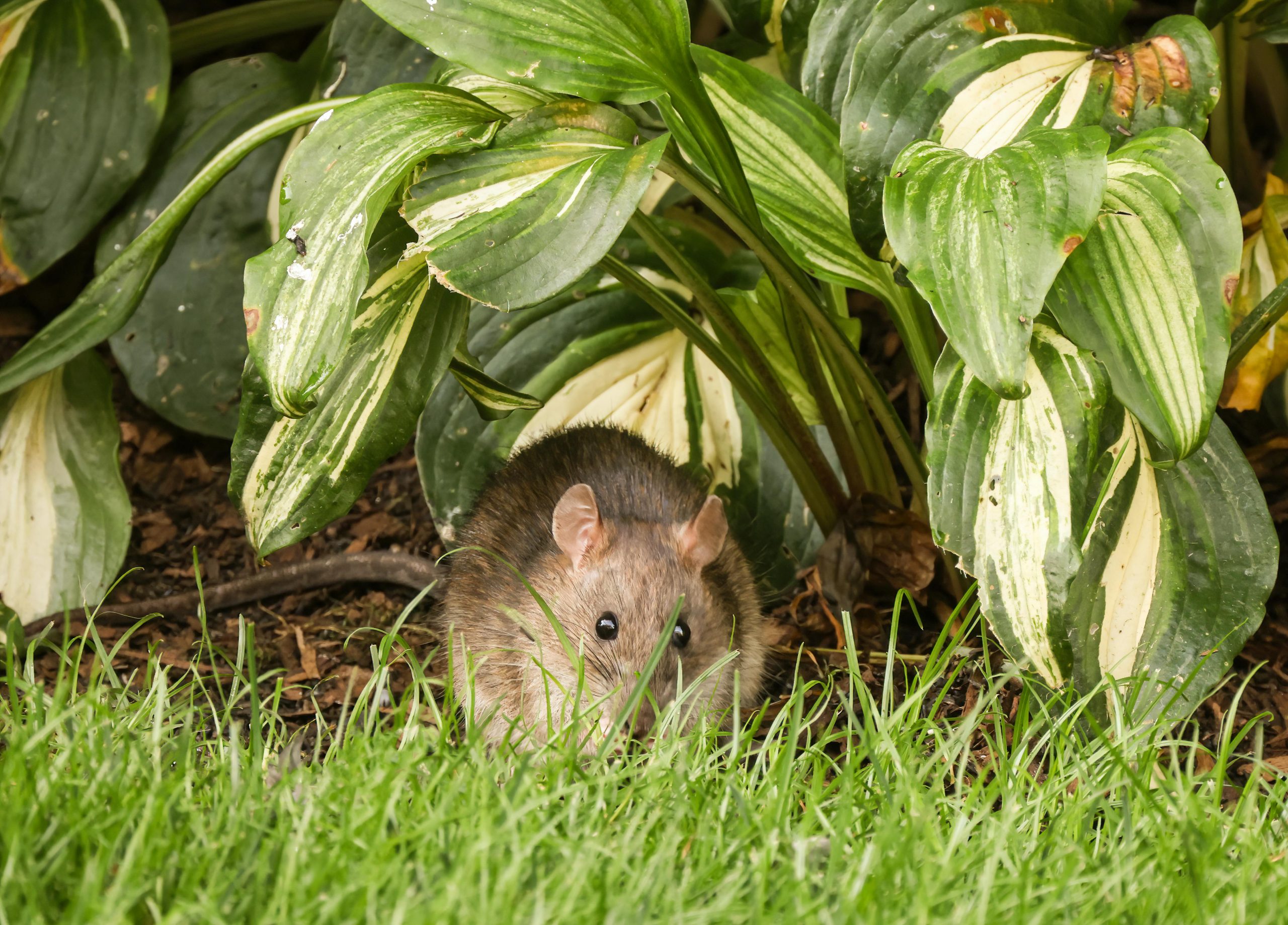 Rodents: Mice and rats in your garden