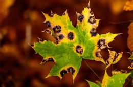 leaf infested with overgrowing fungus