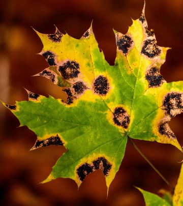 leaf infested with overgrowing fungus