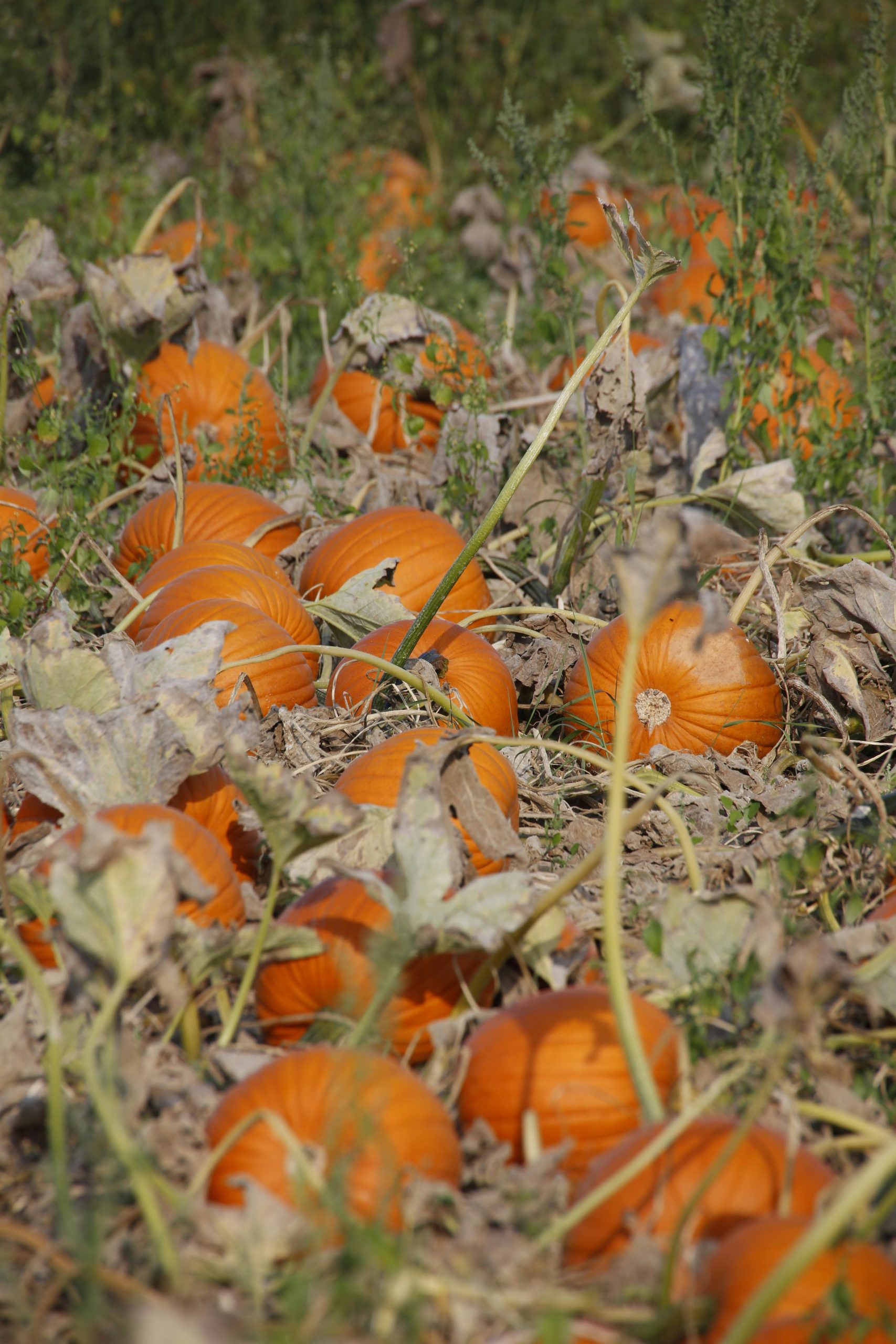 Cucurbits pumpkins growing in a farm garden