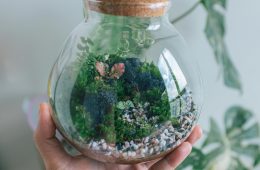 Terrarium ecosystem