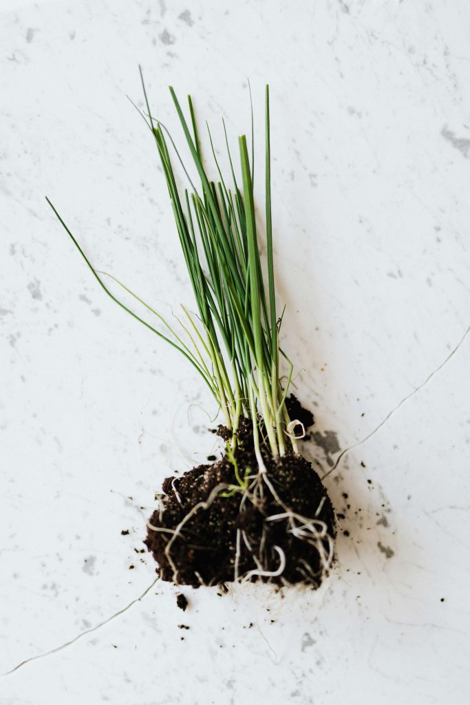 How to grow an endless supply of chives