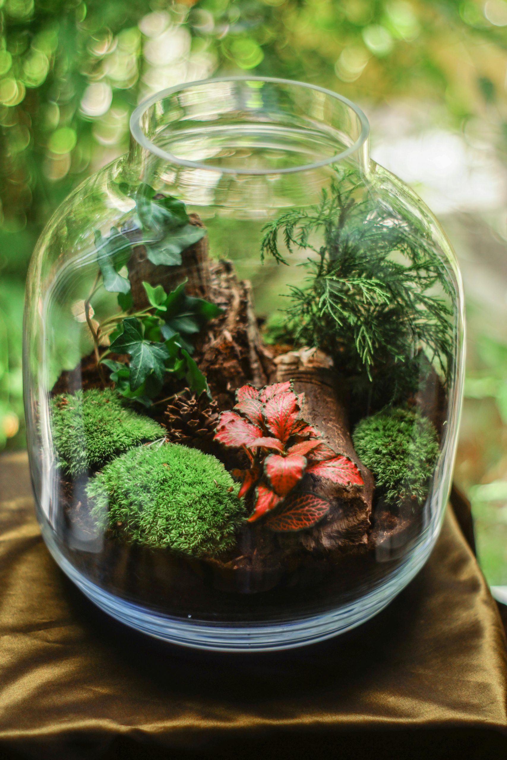 Moss bun balls in a terrarium design