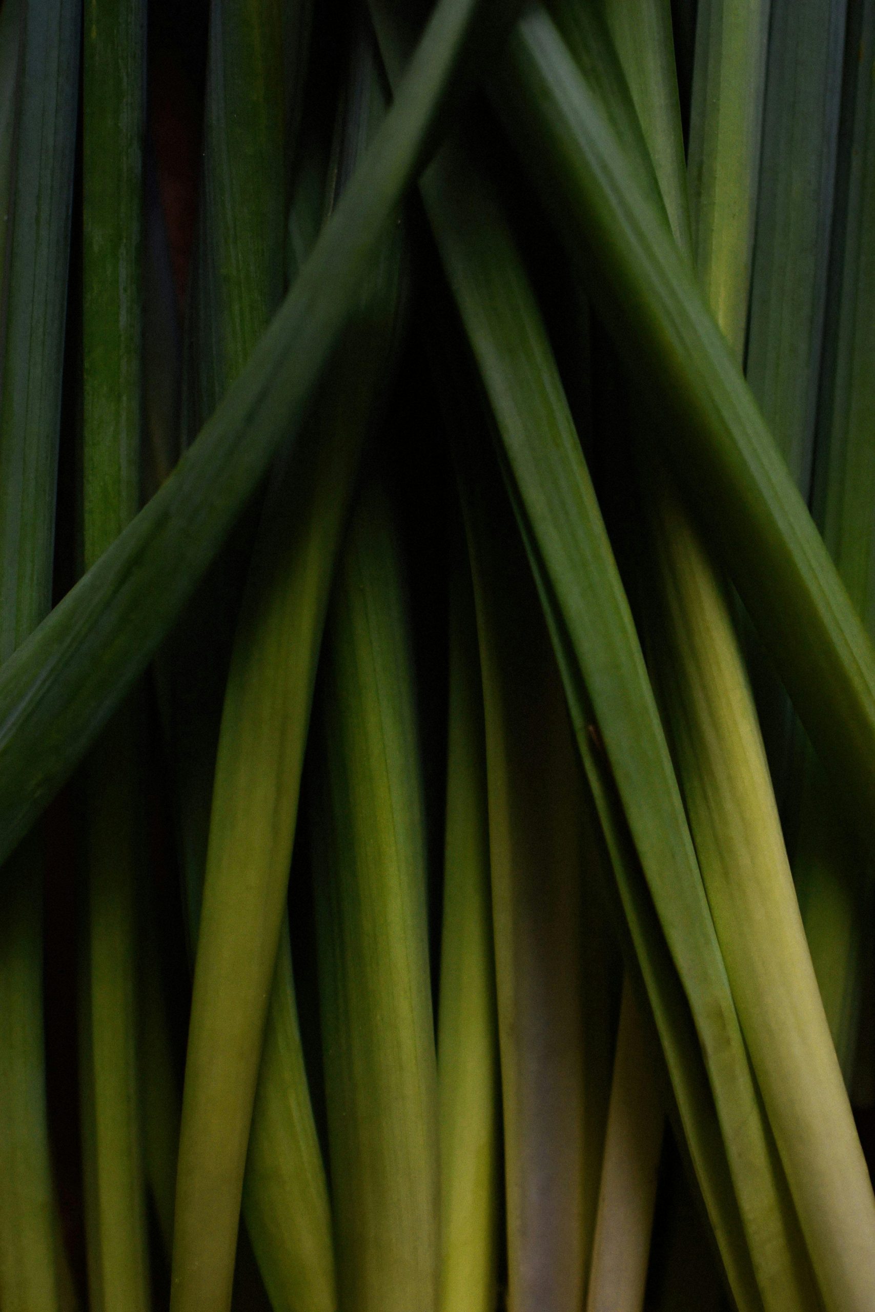 Lemongrass plants