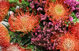 Companion planting a fynbos variety