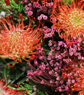 Companion planting a fynbos variety