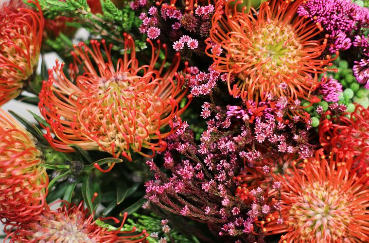 Companion planting a fynbos variety