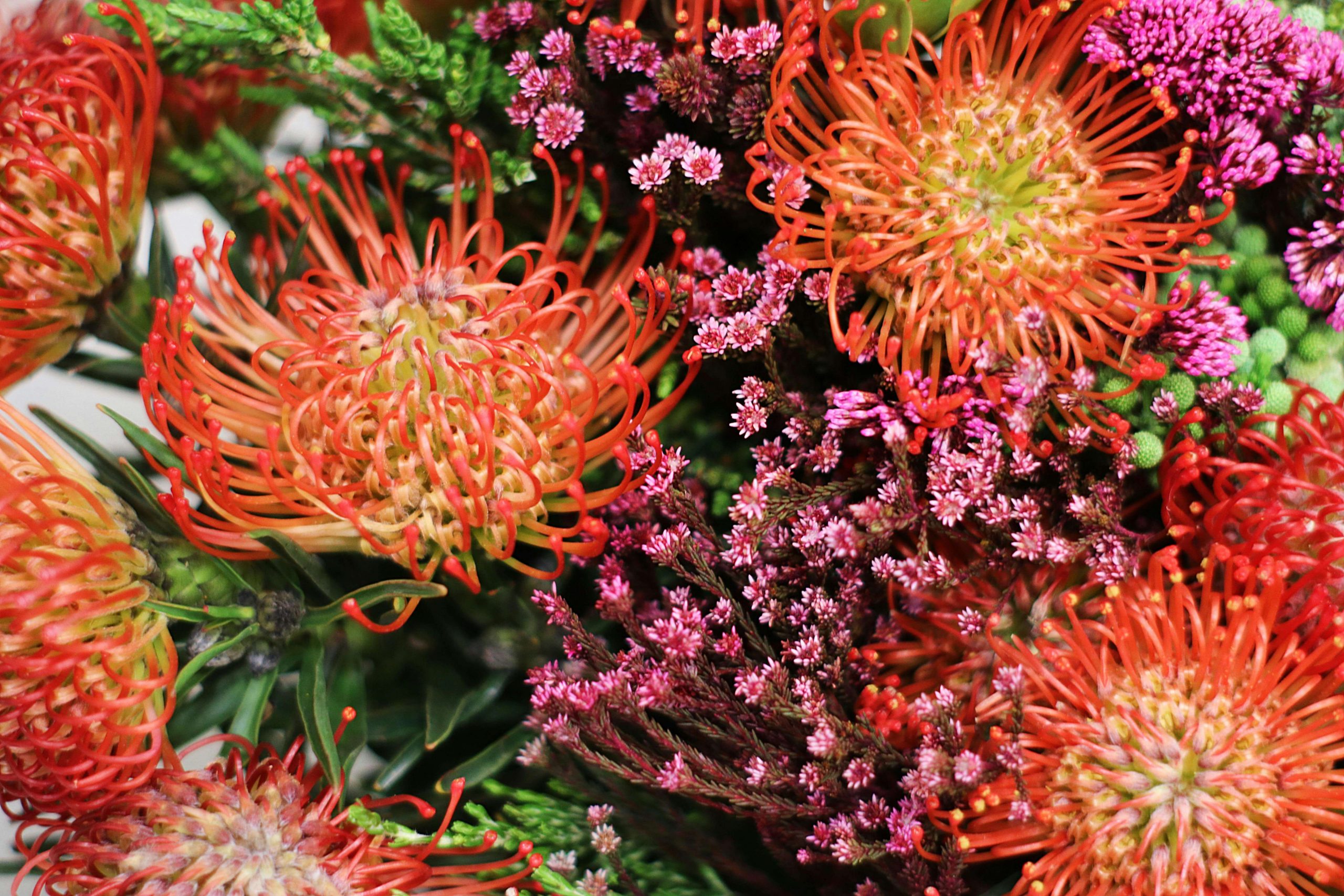 Companion planting a fynbos variety 