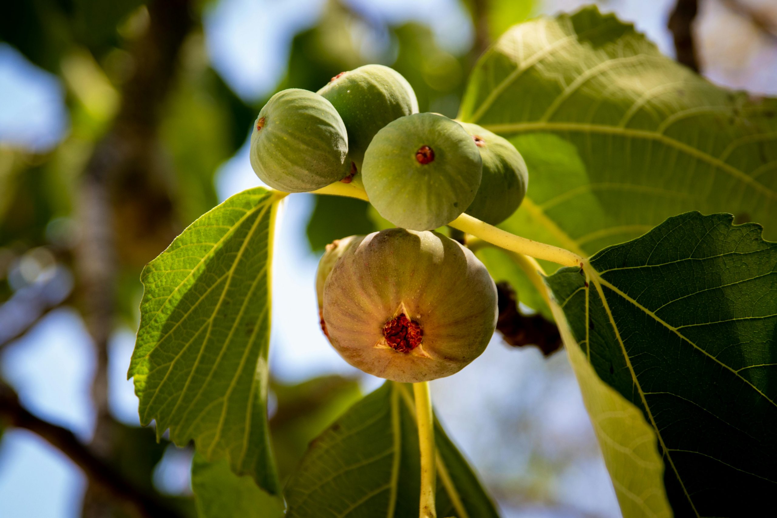 Figs on a tree