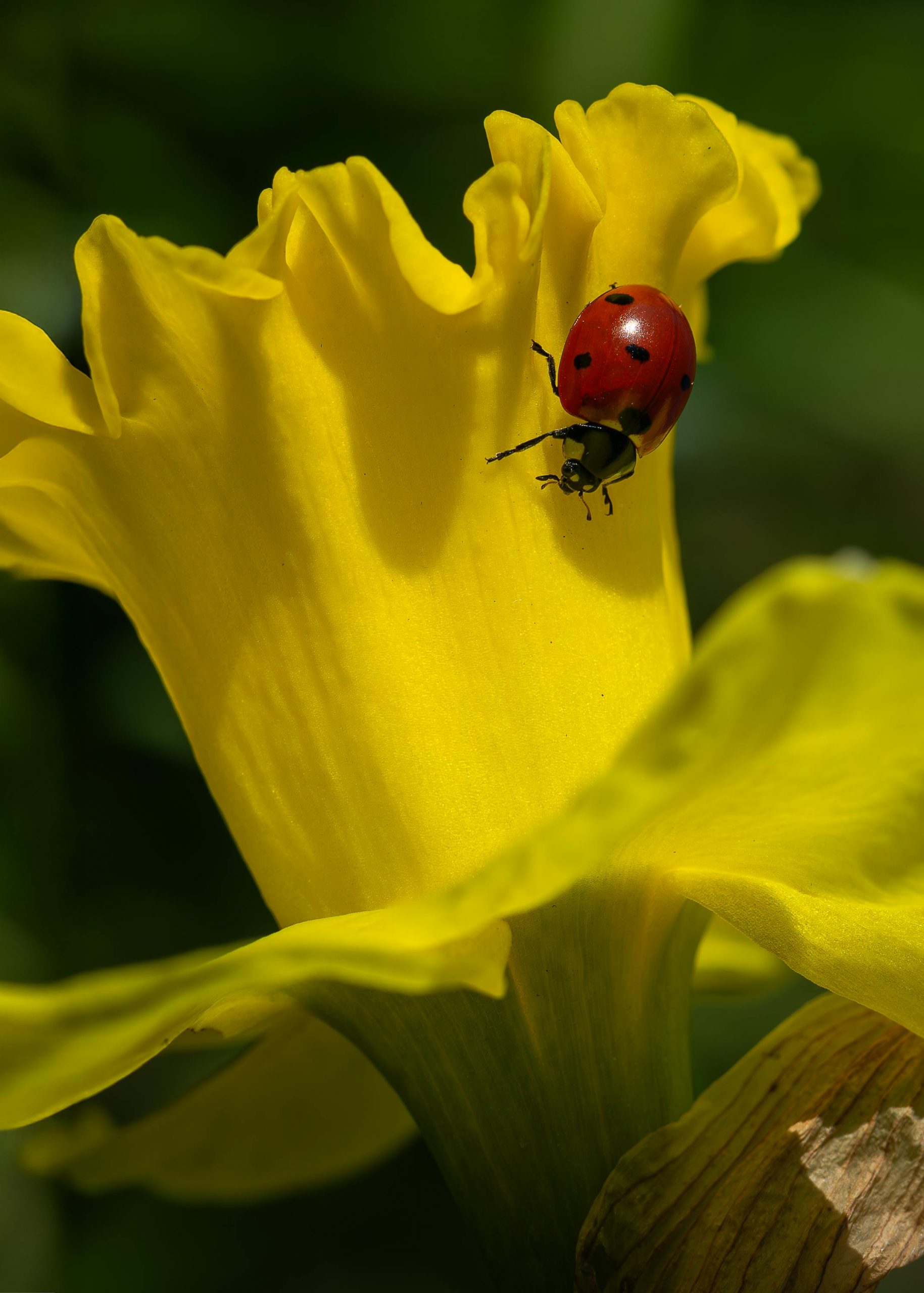 Ladybug on a yellow garden flower