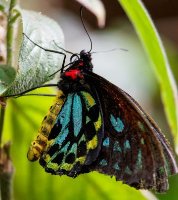 Beneficial Butterfly in the garden