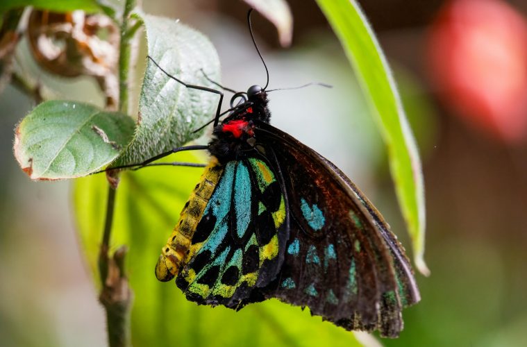 Beneficial Butterfly in the garden